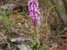 Orchis olbiensis